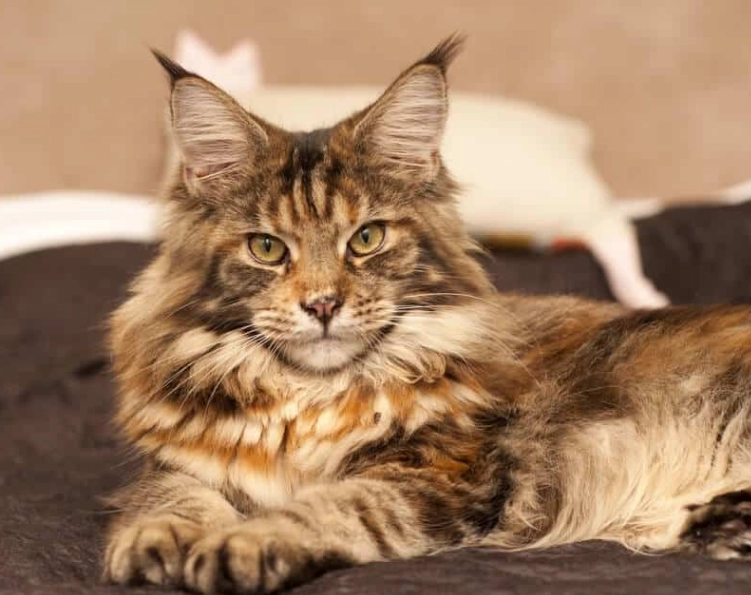 緬因貓遺傳疾病 緬因貓遺傳疾病