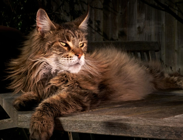 大型貓缺點 大型貓缺點