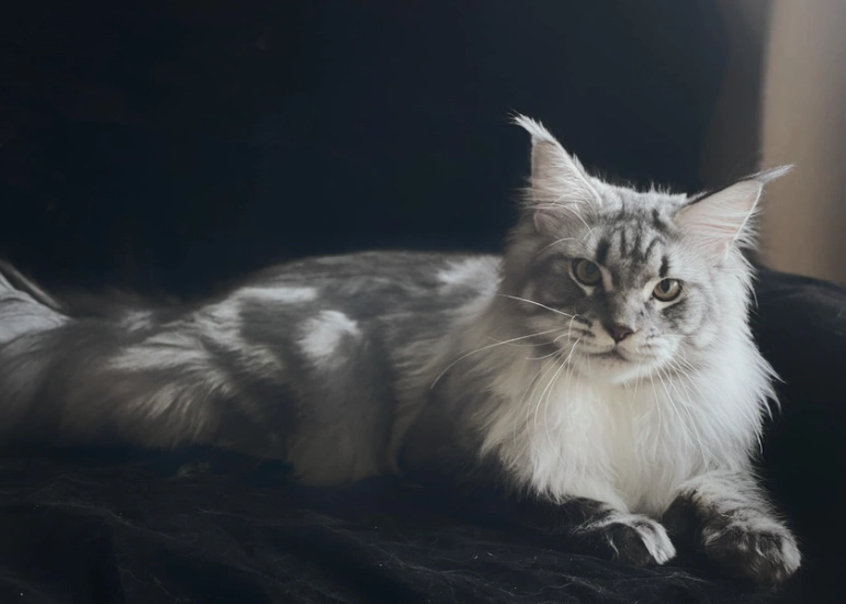 緬因貓聰明嗎 緬因貓聰明嗎