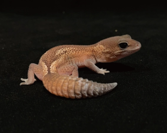 肥尾守宮飼養技巧