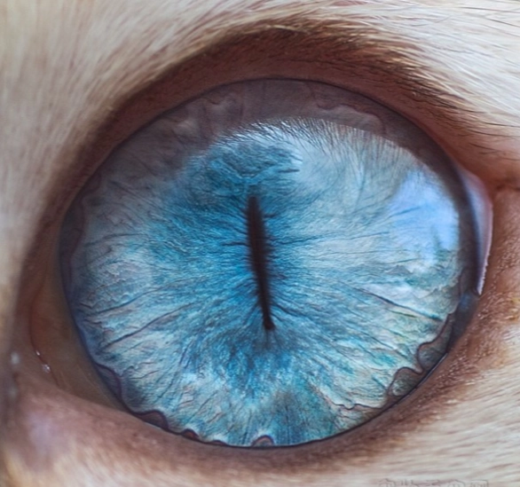 貓咪眼睛顏色 個性 貓咪眼睛顏色 個性