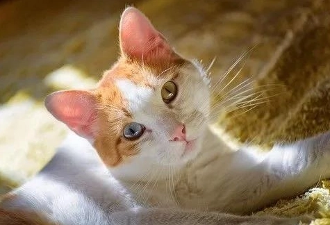 貓咪異色瞳原因