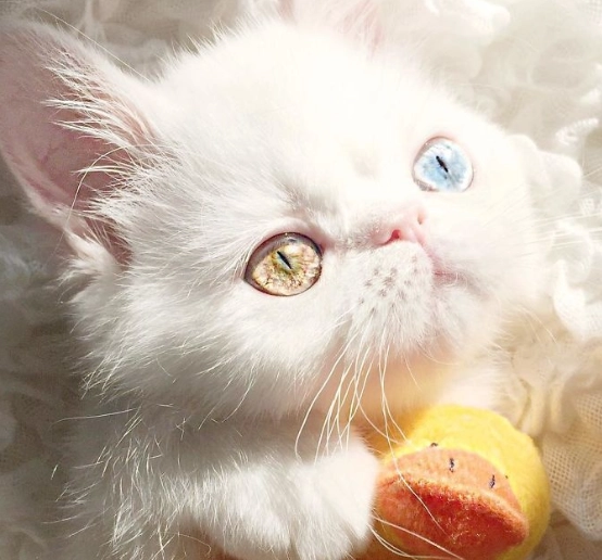 白色貓咪遺傳疾病