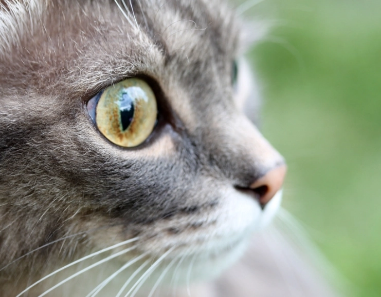 貓咪眼睛顏色 個性 貓咪眼睛顏色 個性