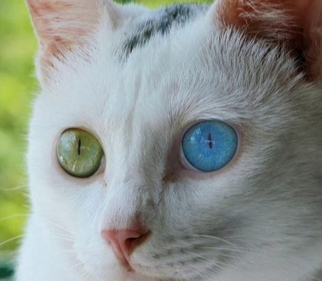 異色瞳 貓 性格 異色瞳 貓 性格
