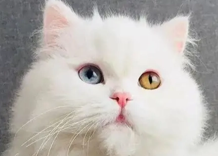 白色貓咪遺傳疾病