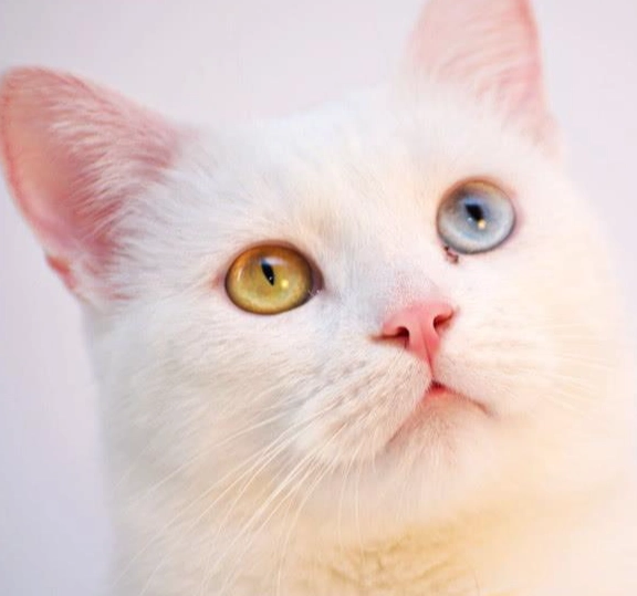 白色貓咪遺傳疾病