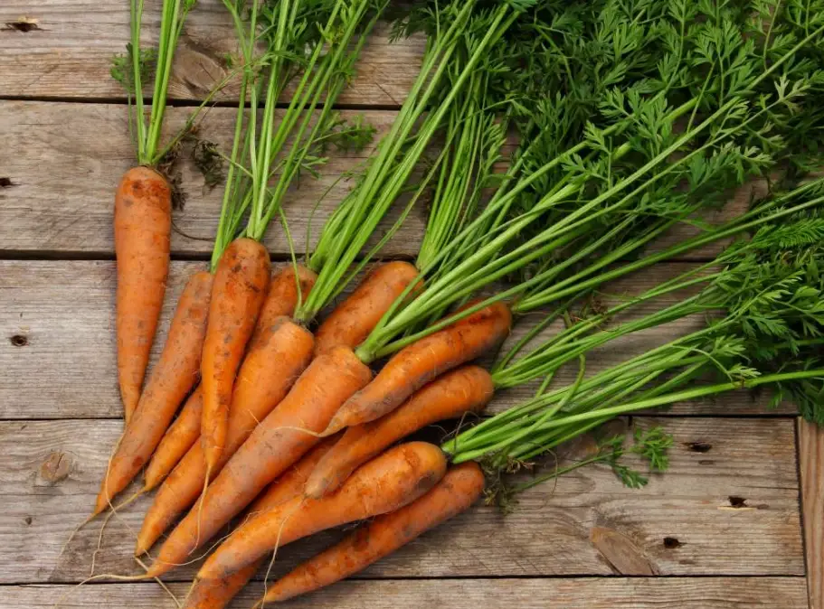 紅蘿蔔膳食纖維