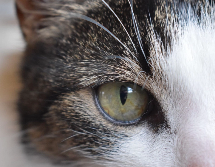 貓咪眼睛顏色 個性 貓咪眼睛顏色 個性