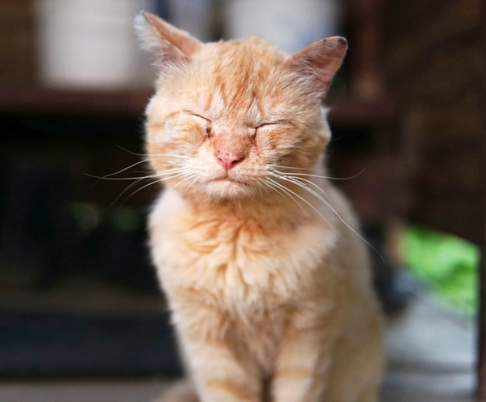 貓咪行為 眼睛顏色 貓咪行為 眼睛顏色