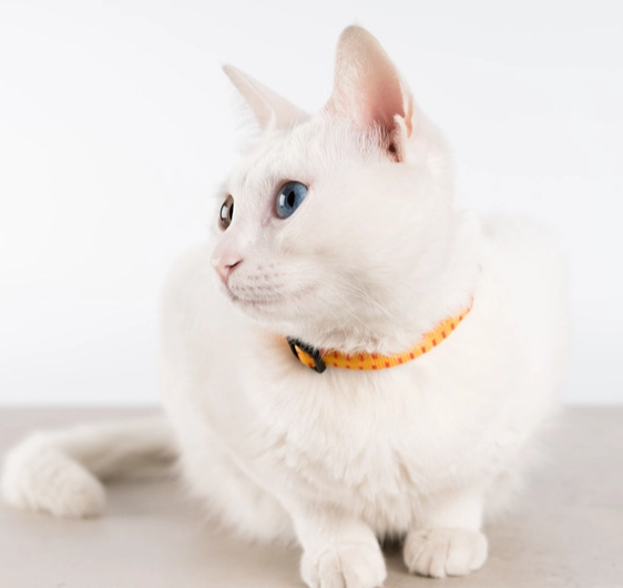 貓咪異色瞳原因