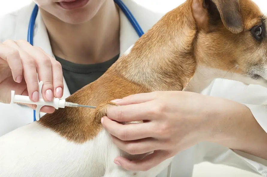 寵物走失協尋 寵物走失協尋