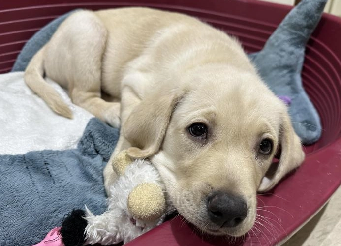 狗狗幾個月變乖