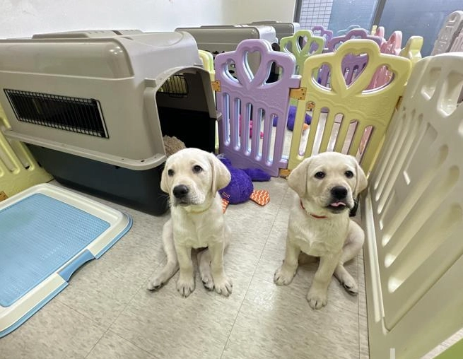 幼犬美容注意事項