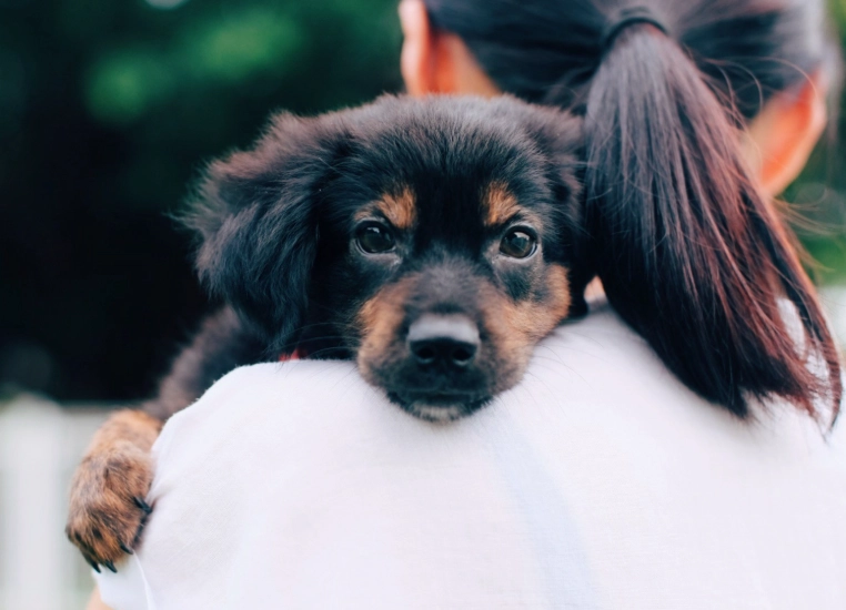幼犬洗澡 幼犬洗澡