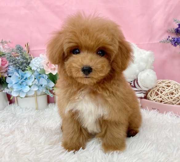 幼犬洗澡步驟 幼犬洗澡步驟