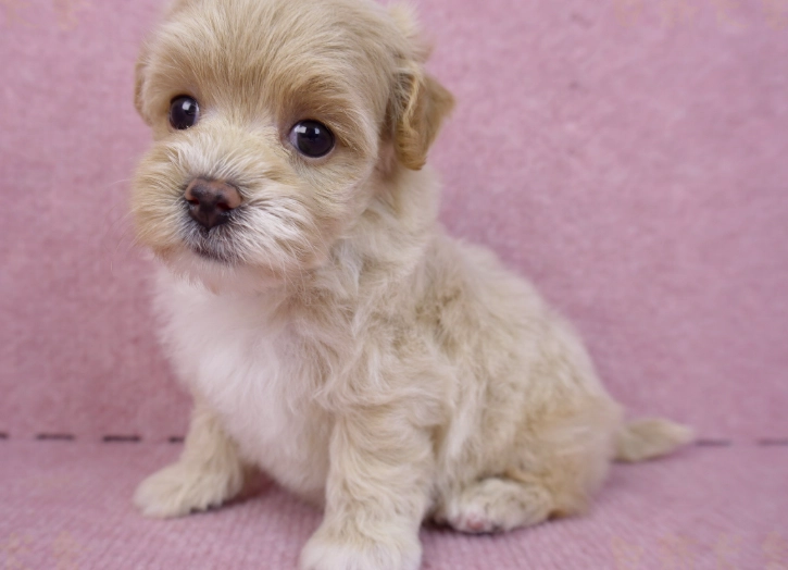 幼犬洗澡步驟 幼犬洗澡步驟
