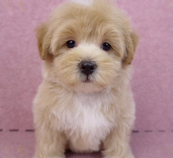 幼犬洗澡頻率 幼犬洗澡頻率