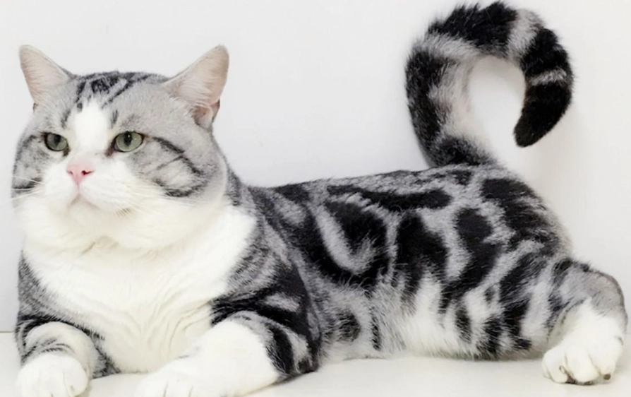 英短虎斑貓