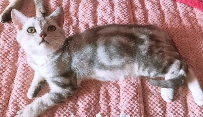 英國短毛貓虎斑