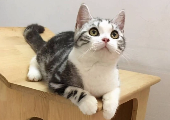 英國短毛貓虎斑