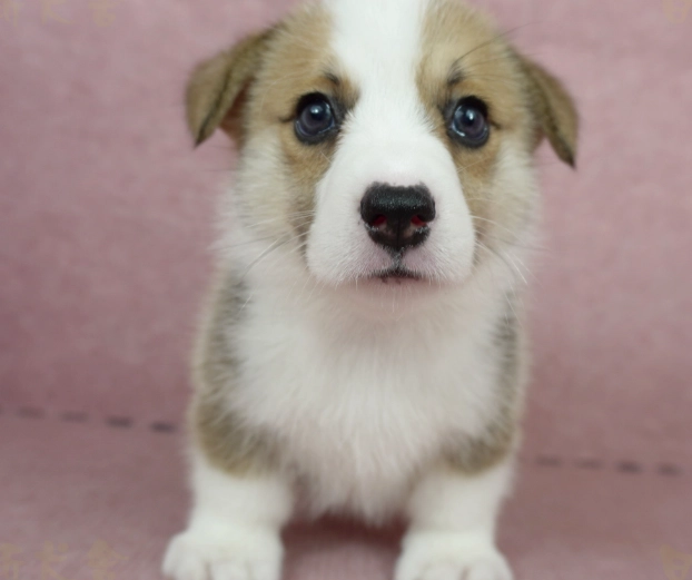 幼犬洗澡頻率 幼犬洗澡頻率