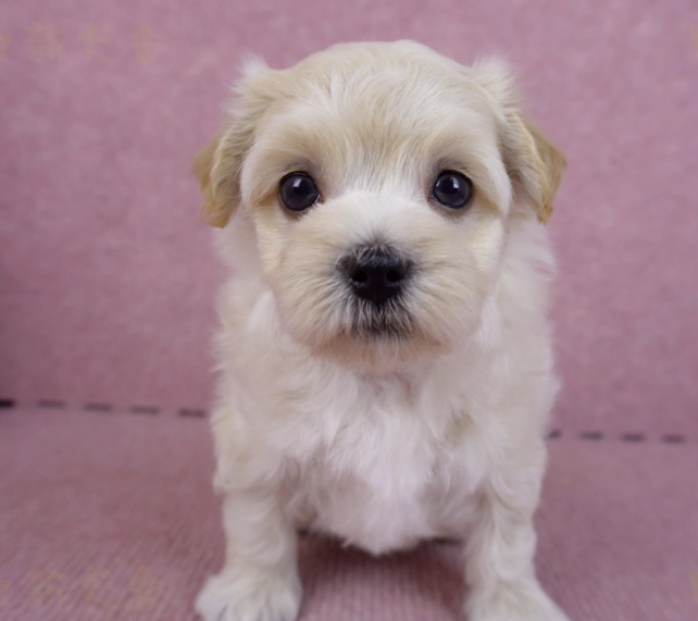 幼犬洗澡 幼犬洗澡