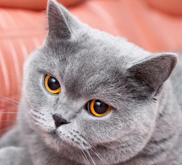 英國短毛貓毛色 英國短毛貓毛色