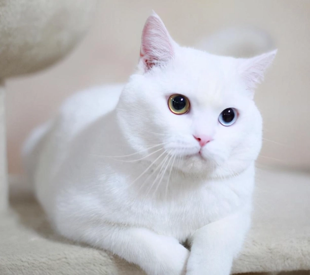 英國短毛貓毛色 英國短毛貓毛色