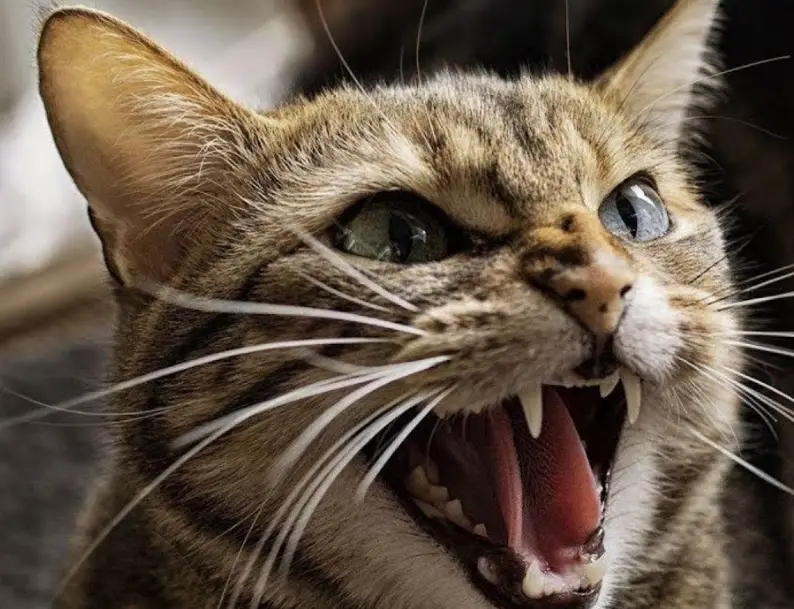 貓咪行為解讀 貓咪行為解讀