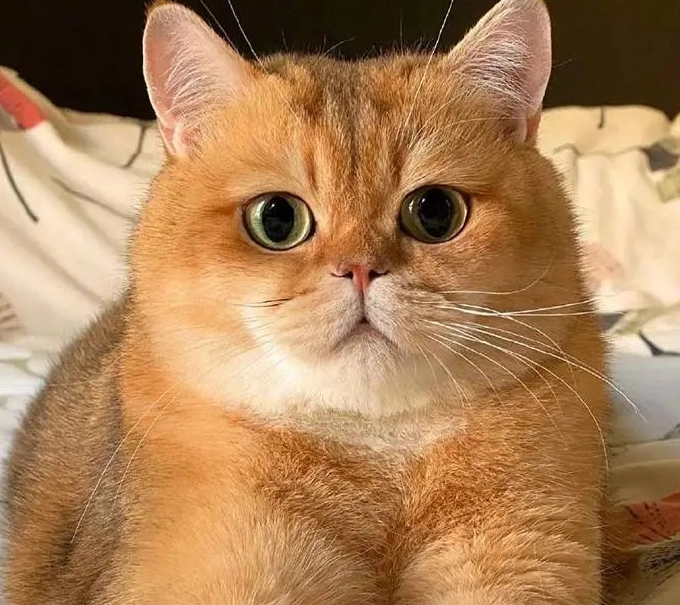 英短毛色選擇 英短毛色選擇