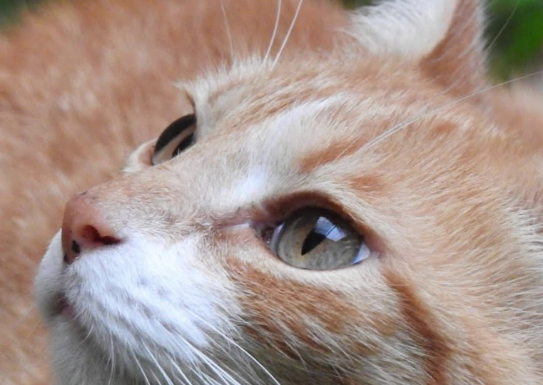 猫叫聲分辨 猫叫聲分辨