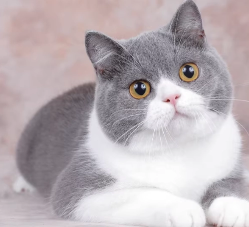 英短毛色選擇 英短毛色選擇