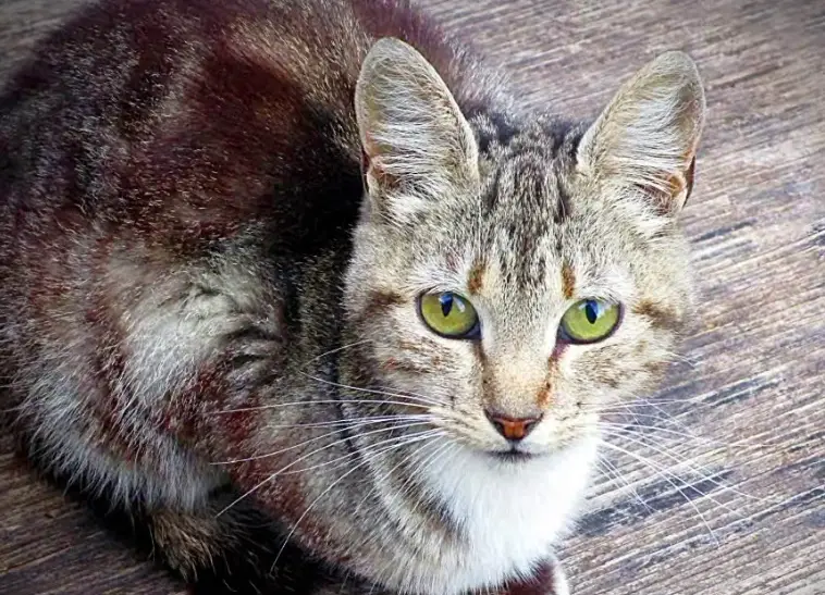 貓叫聲代表意思 貓叫聲代表意思