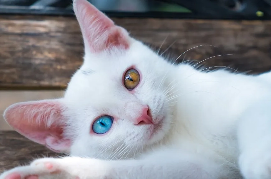 異色瞳貓咪照顧 異色瞳貓咪照顧