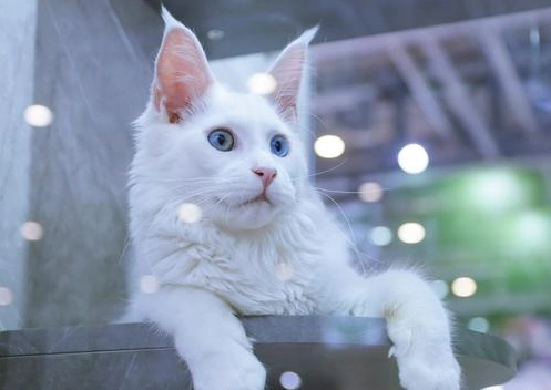 異色瞳貓咪照顧 異色瞳貓咪照顧