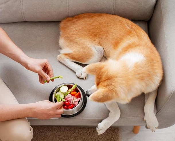 狗 可以 吃 梨子 嗎