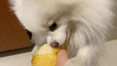 狗狗可以吃梨子嗎