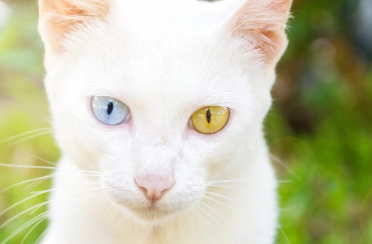 異色瞳貓咪照顧 異色瞳貓咪照顧