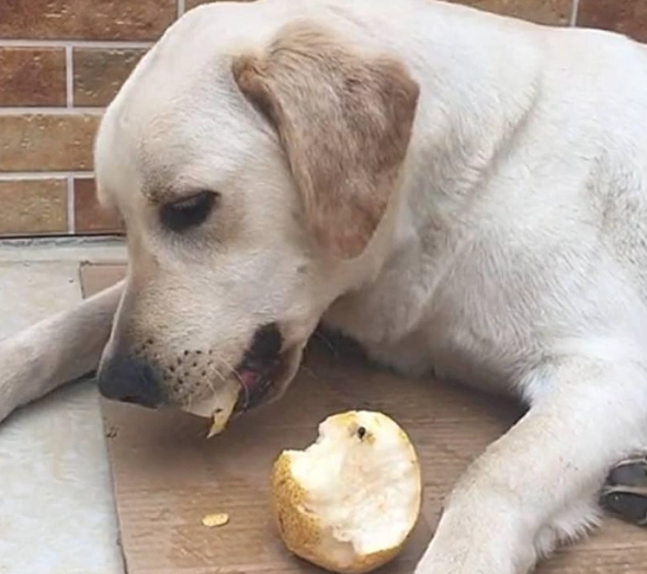 狗 可以 吃 梨子 嗎