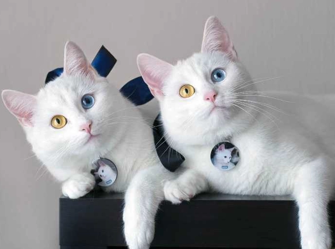 虹膜異色症 虹膜異色症