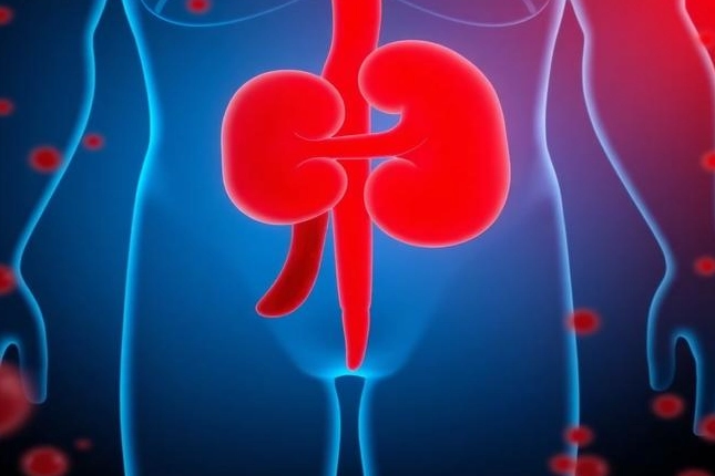 肌酸酐正常值 肌酸酐正常值