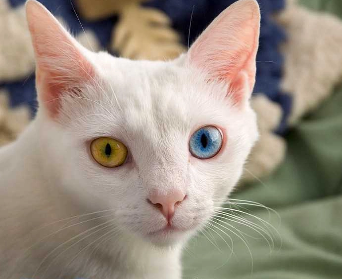 虹膜異色症 虹膜異色症