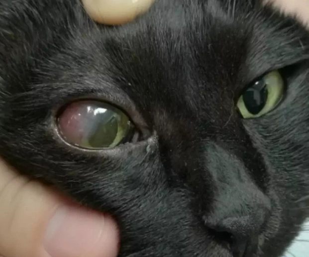 貓青光眼