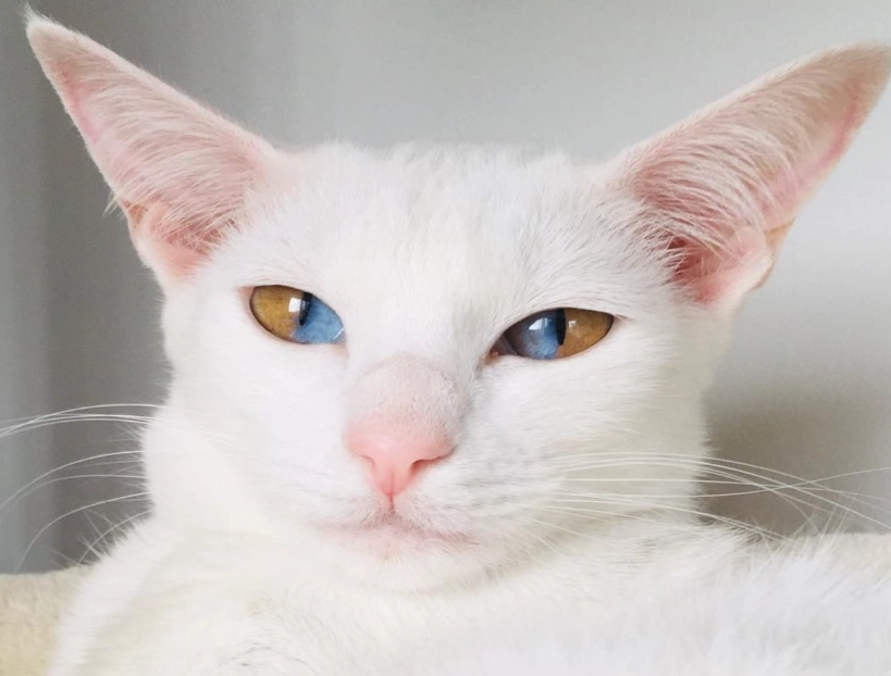 異色瞳貓健康 異色瞳貓健康