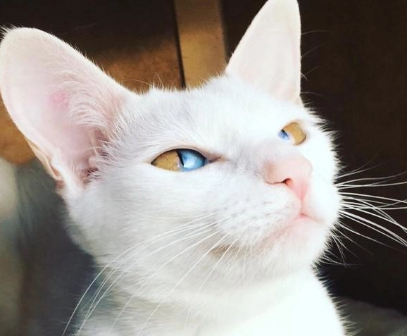 貓咪遺傳疾病照顧 貓咪遺傳疾病照顧