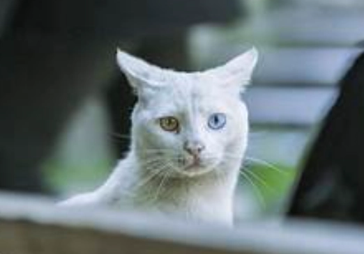 貓咪遺傳疾病照顧 貓咪遺傳疾病照顧