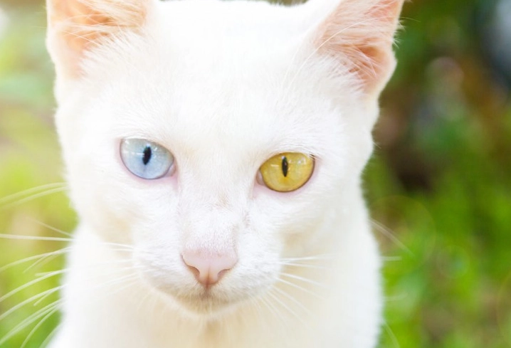 異色瞳貓健康 異色瞳貓健康