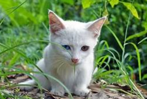 異色瞳貓健康 異色瞳貓健康