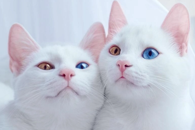 貓咪遺傳疾病照顧 貓咪遺傳疾病照顧